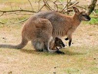 เที่ยวบิน Ticket to Australia